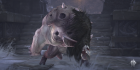 rat king